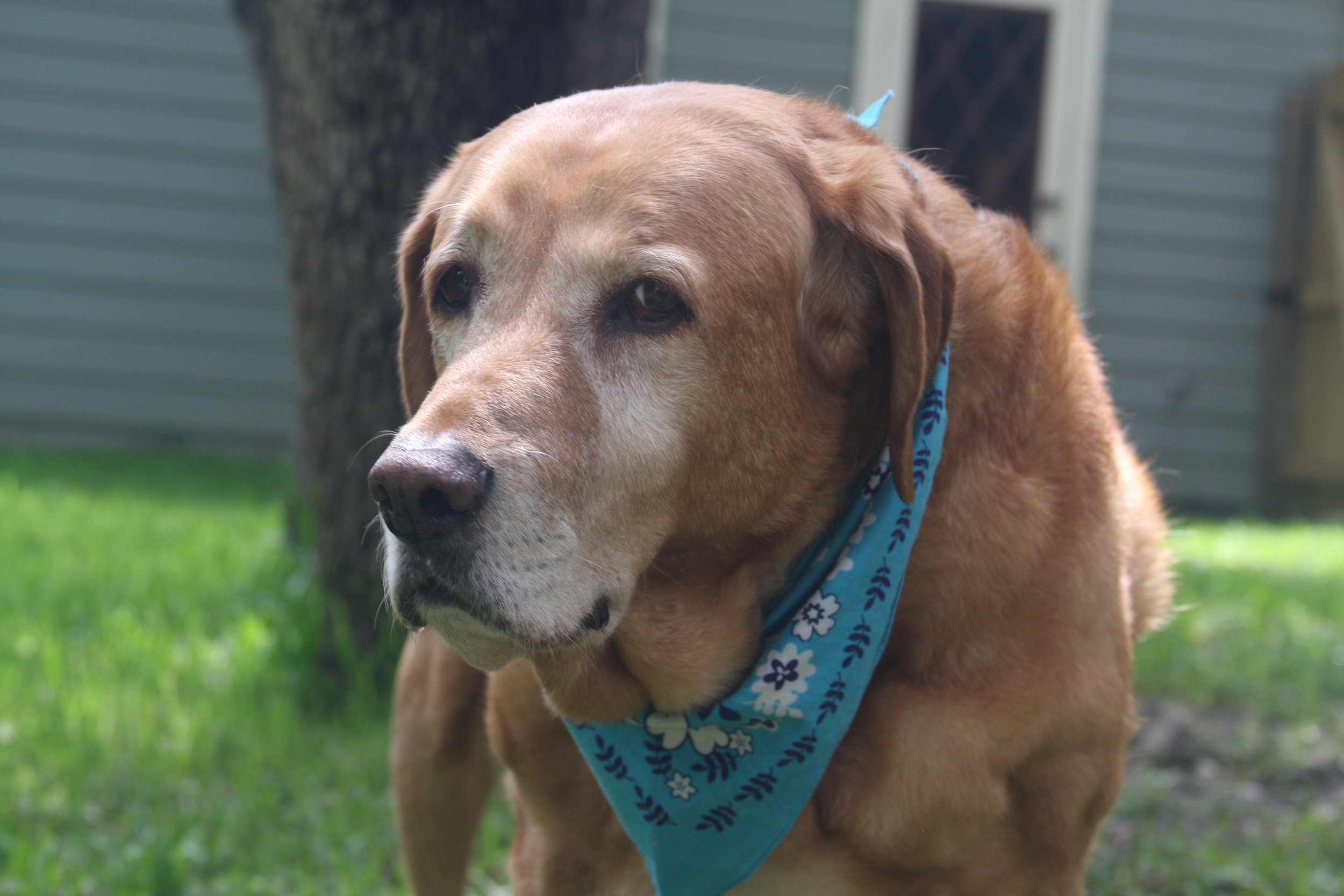 Yellow blue bandana.JPG
