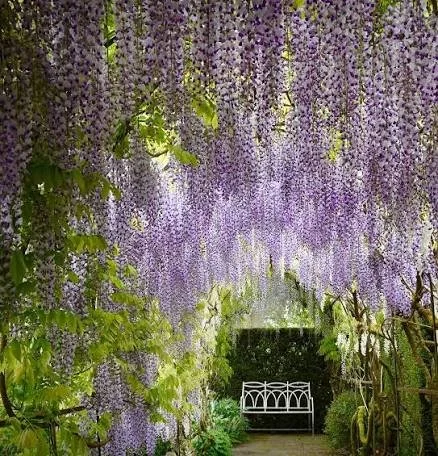 Wisteria.jpeg