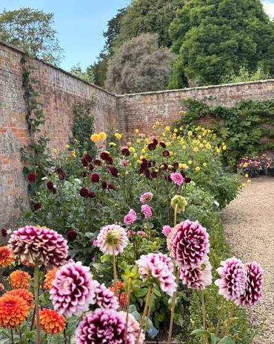 dahlias.jpeg