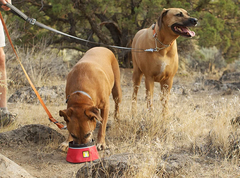 ruffwear chain reaction collar