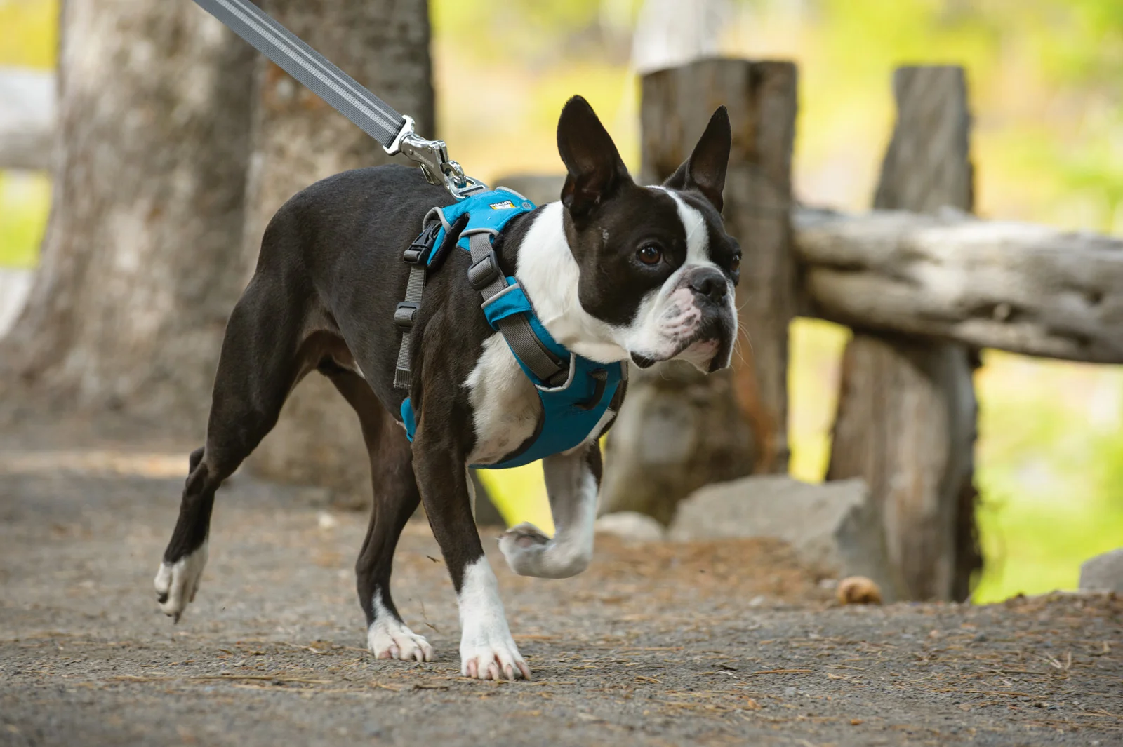 Ruffwear Front Range Harness — Velocity