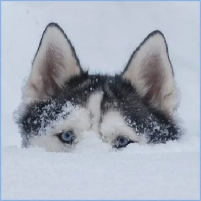 husky up to her eyeballs in snow.jpg