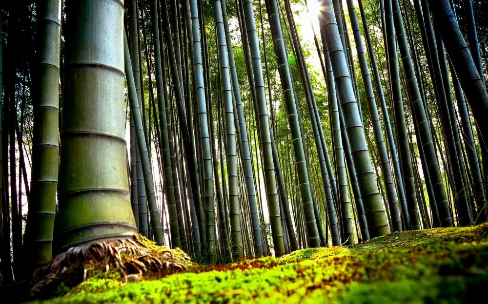 Bamboo.jpg