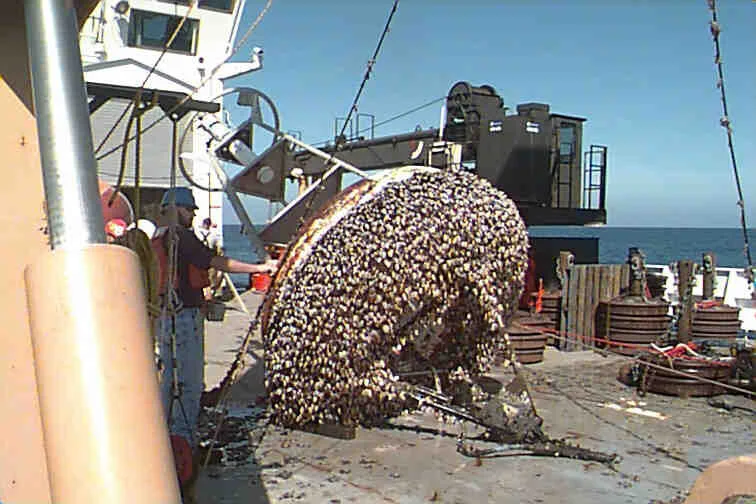 Take Time to Scrape off the Barnacles
