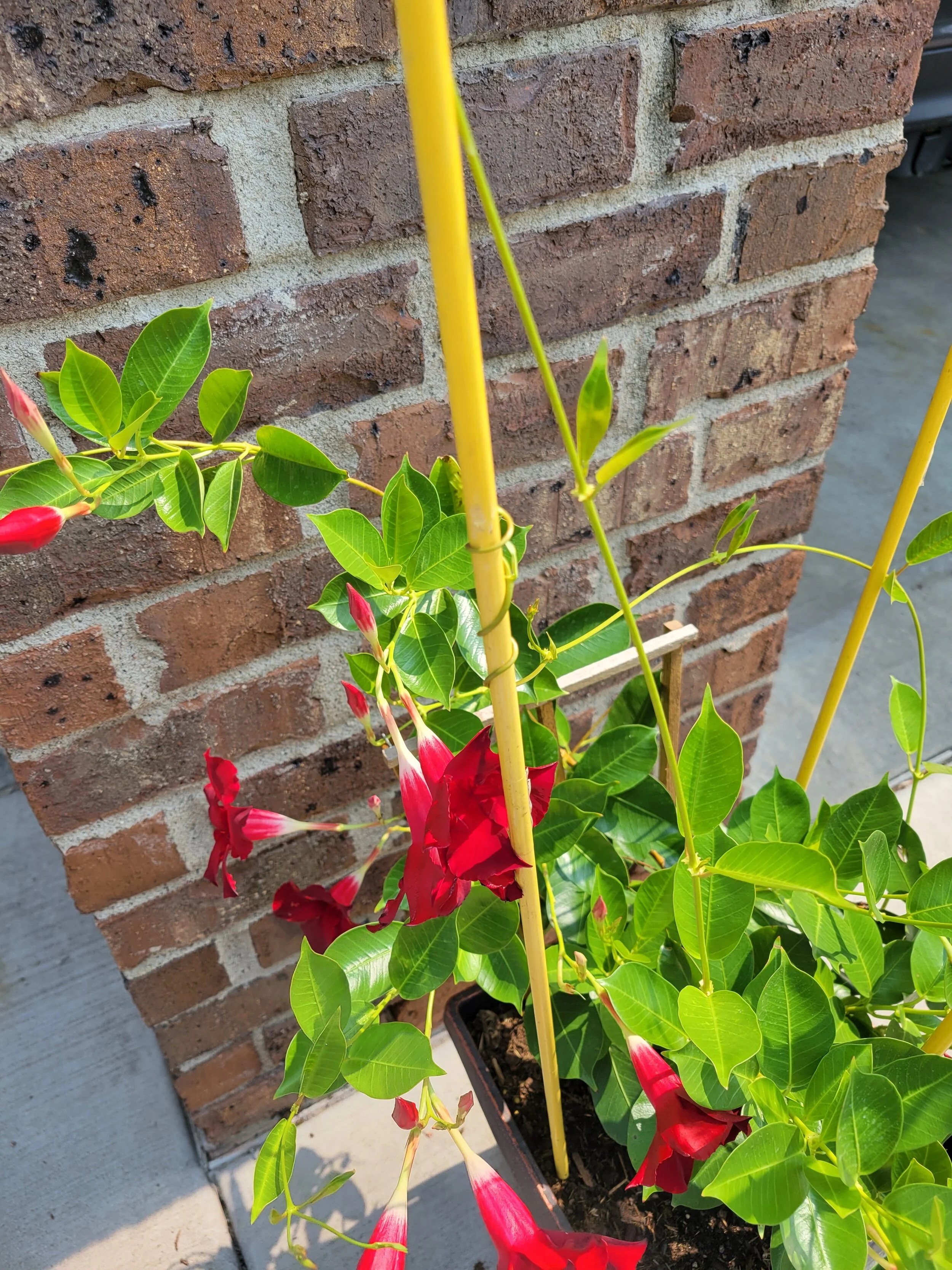 Are you smarter than a plant?