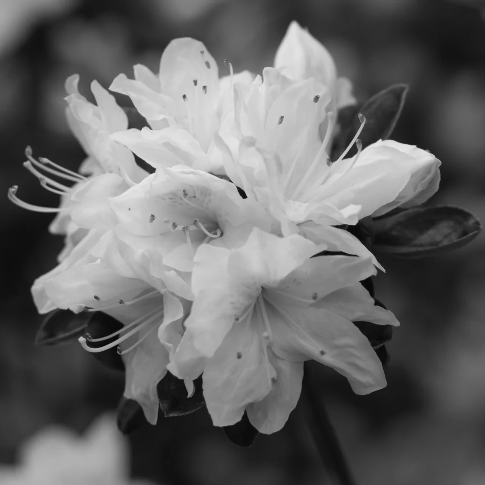 azalea_.jpg