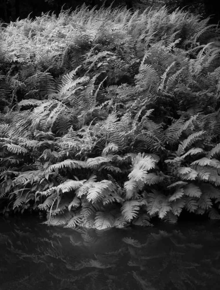 fern.jpg