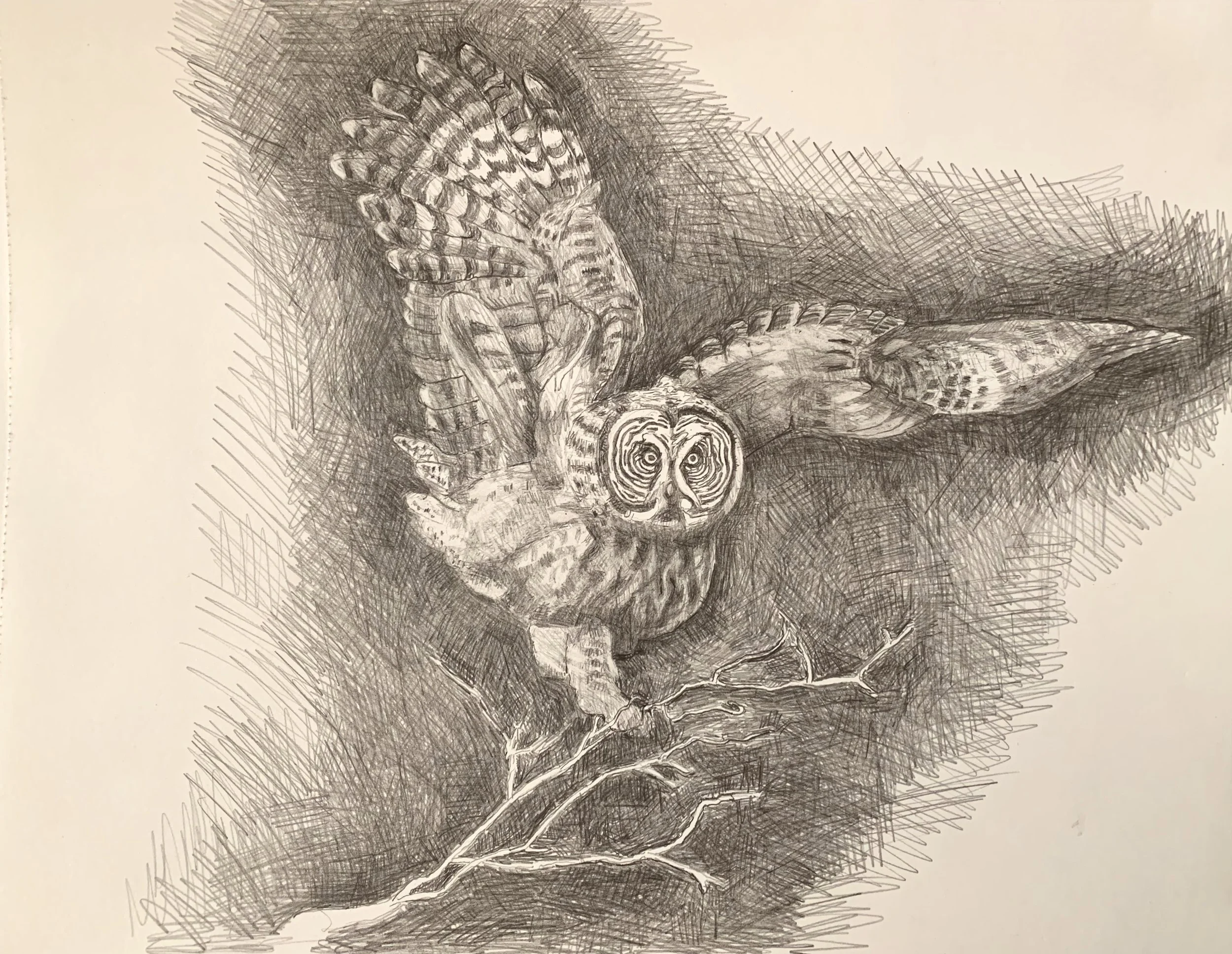 owl.jpg