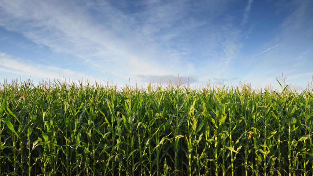 Corn.jpg