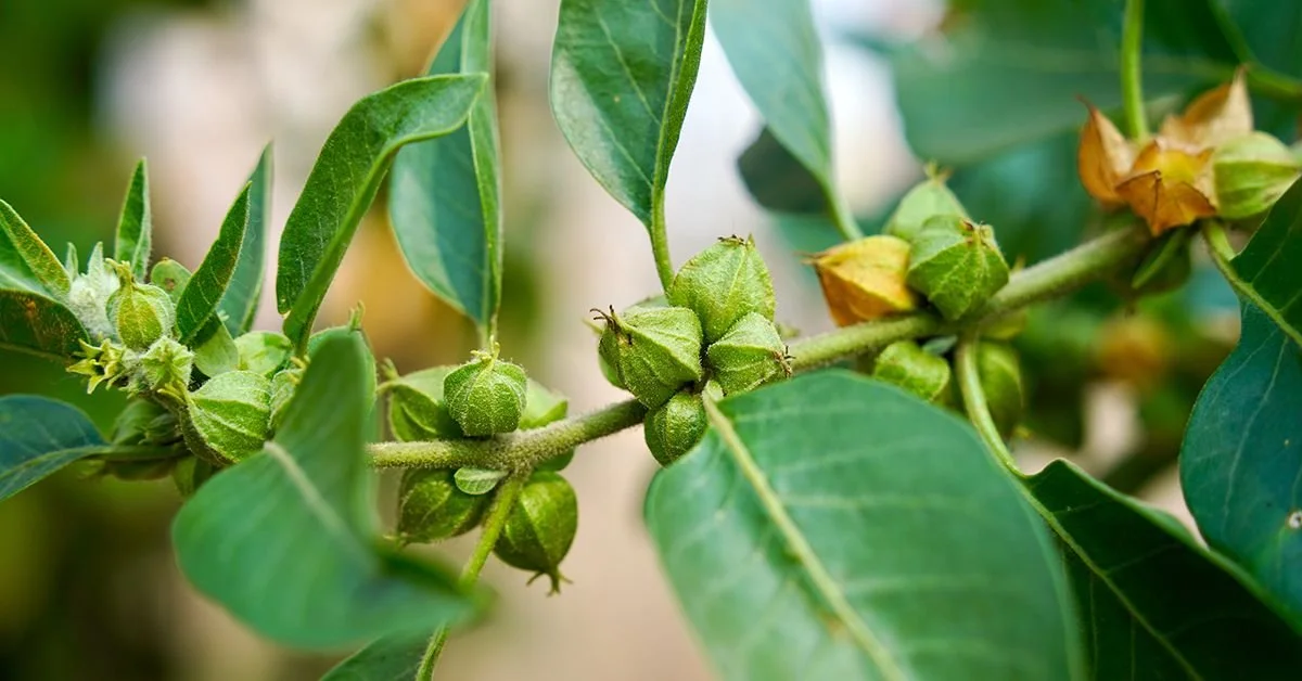 How Ashwagandha Affects Hormones: A Natural Balancer for Stress, Sleep, and More