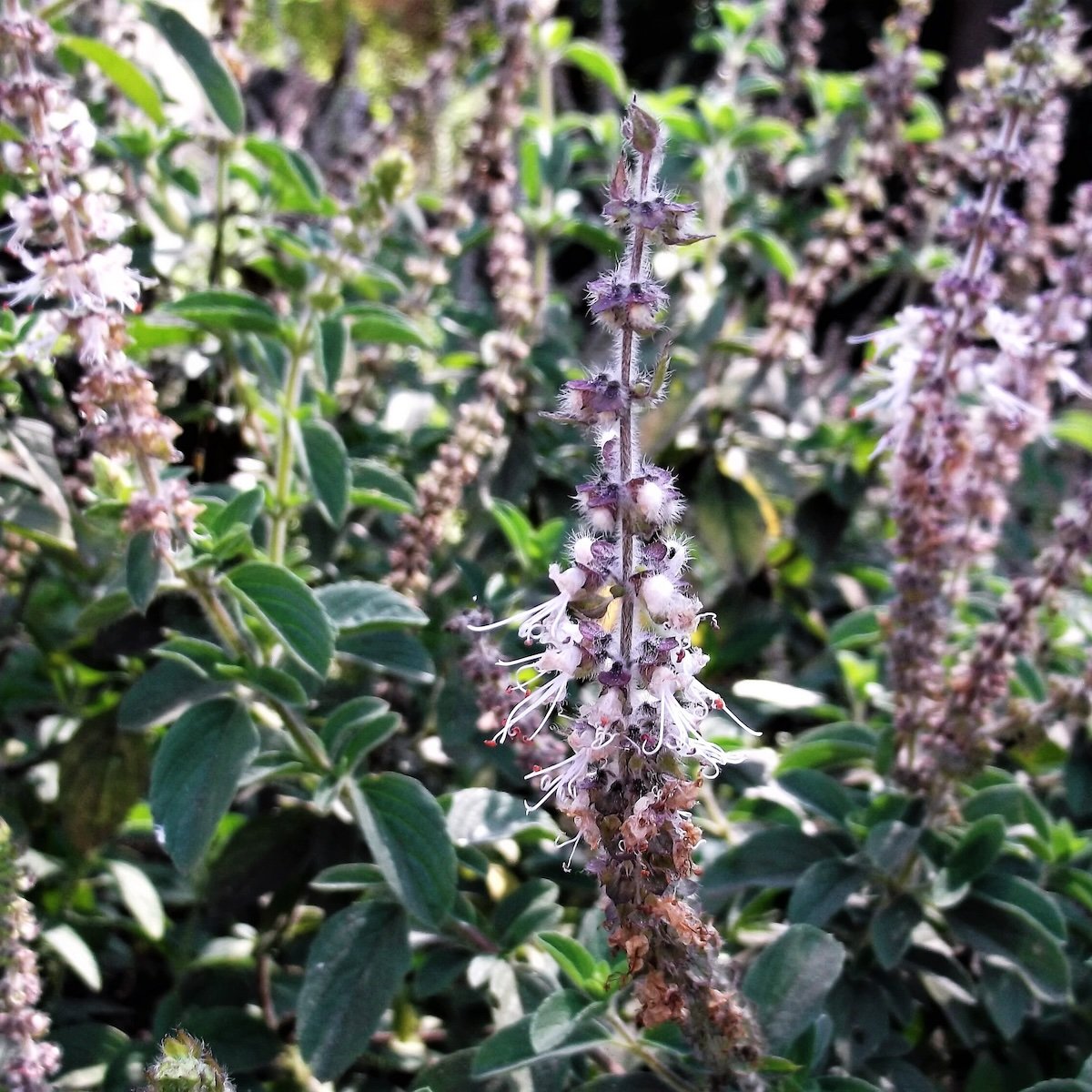 vajra-incense-patchouli-source-source- copy.jpeg