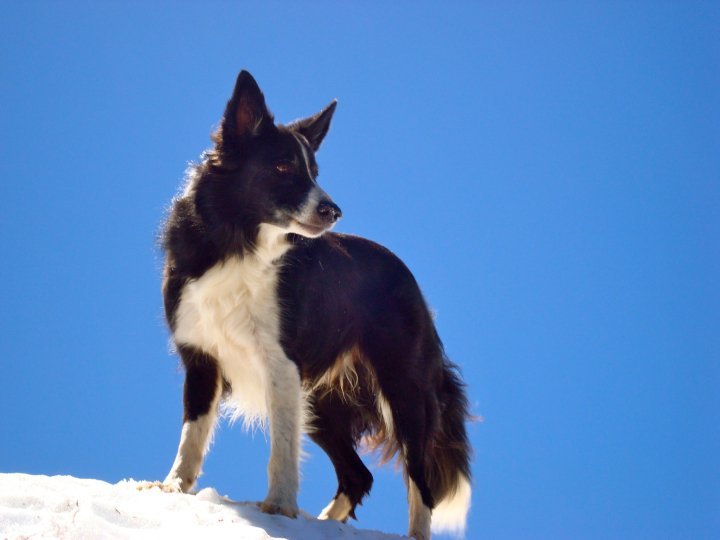 “I will never have a border collie”