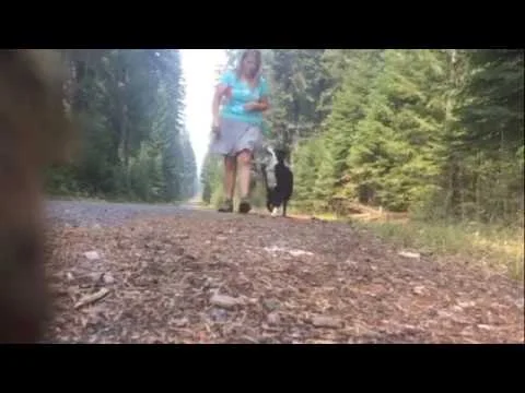 Off leash heeling (Copy)