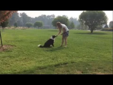 Calling off a chase (Copy)