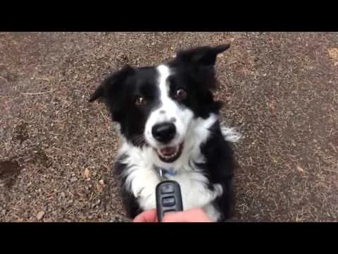 Ten minute training - 5 favorite off leash tasks for trail dogs (Copy)