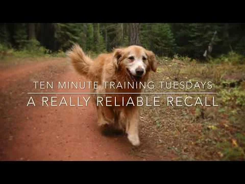 Ten minute training tuesdays- a really reliable recall! (Copy)