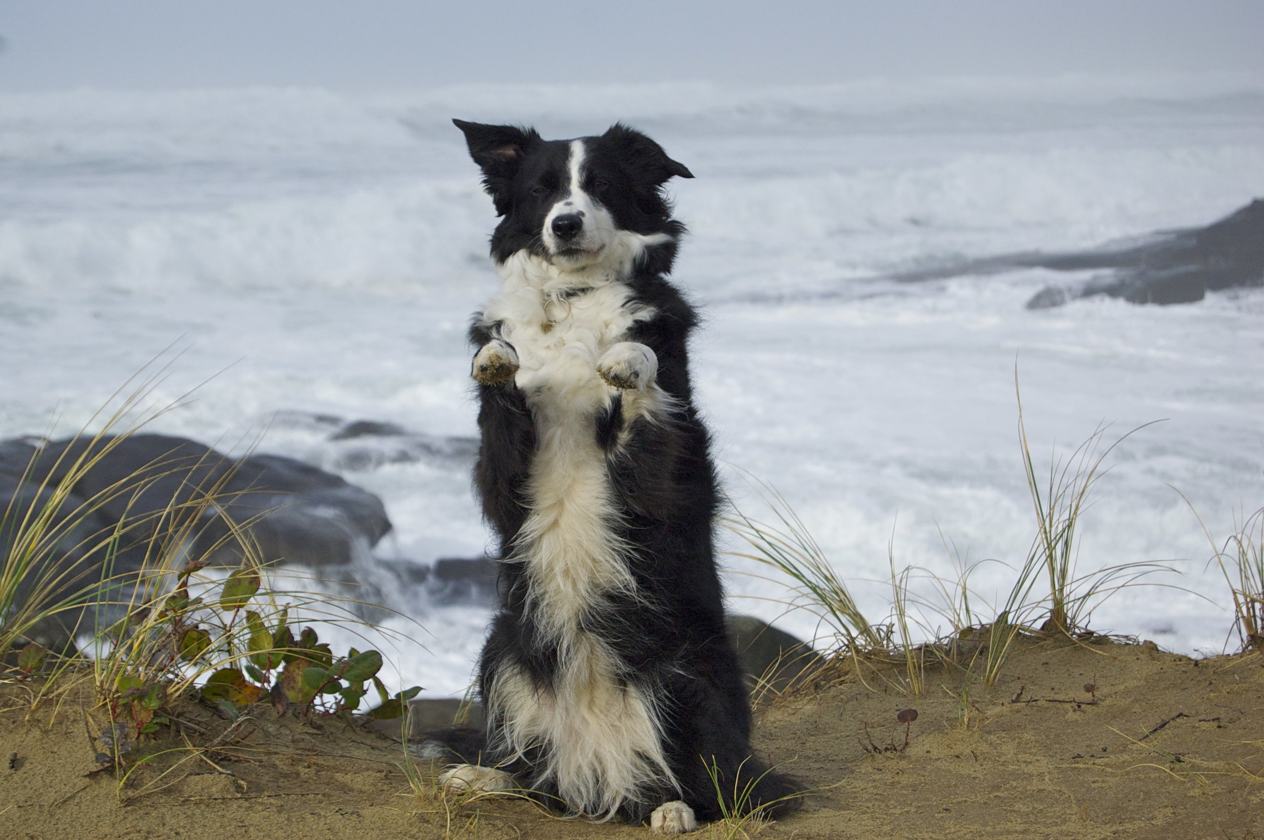 Oregon Coast