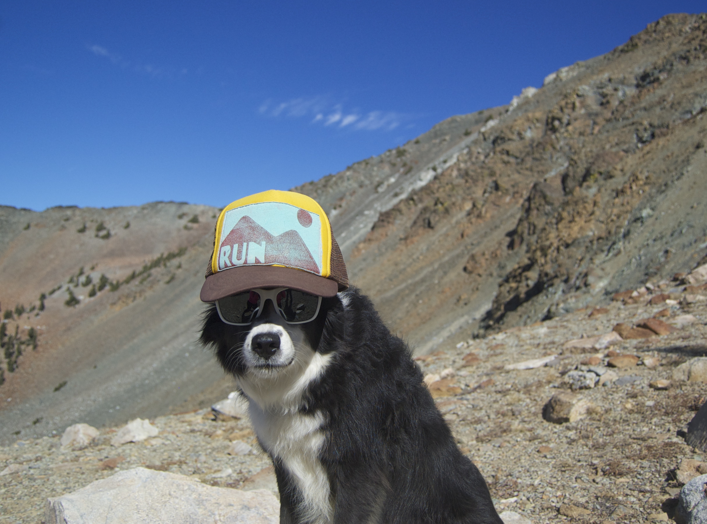 Cool peakbagging pup