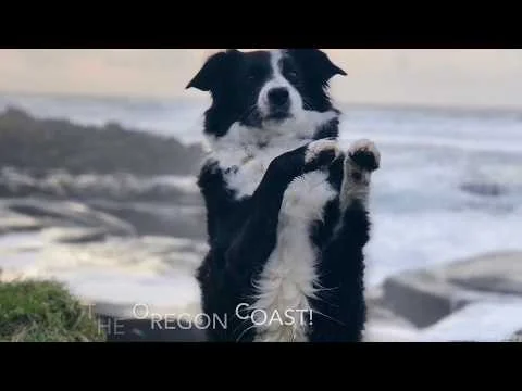 Dog Friendly Oregon Coast (Copy)