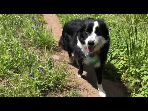 PCT 2018 with The Hiker Pup Day 2 17 miles (Copy)