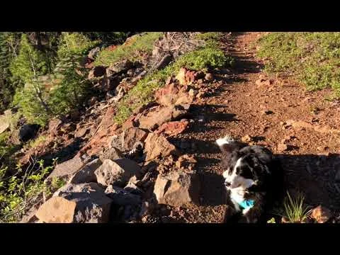 The Hiker Pup PCT 2018 first 100 miles (Copy)