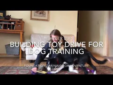Foundation puppy training developing toy drive (Copy)