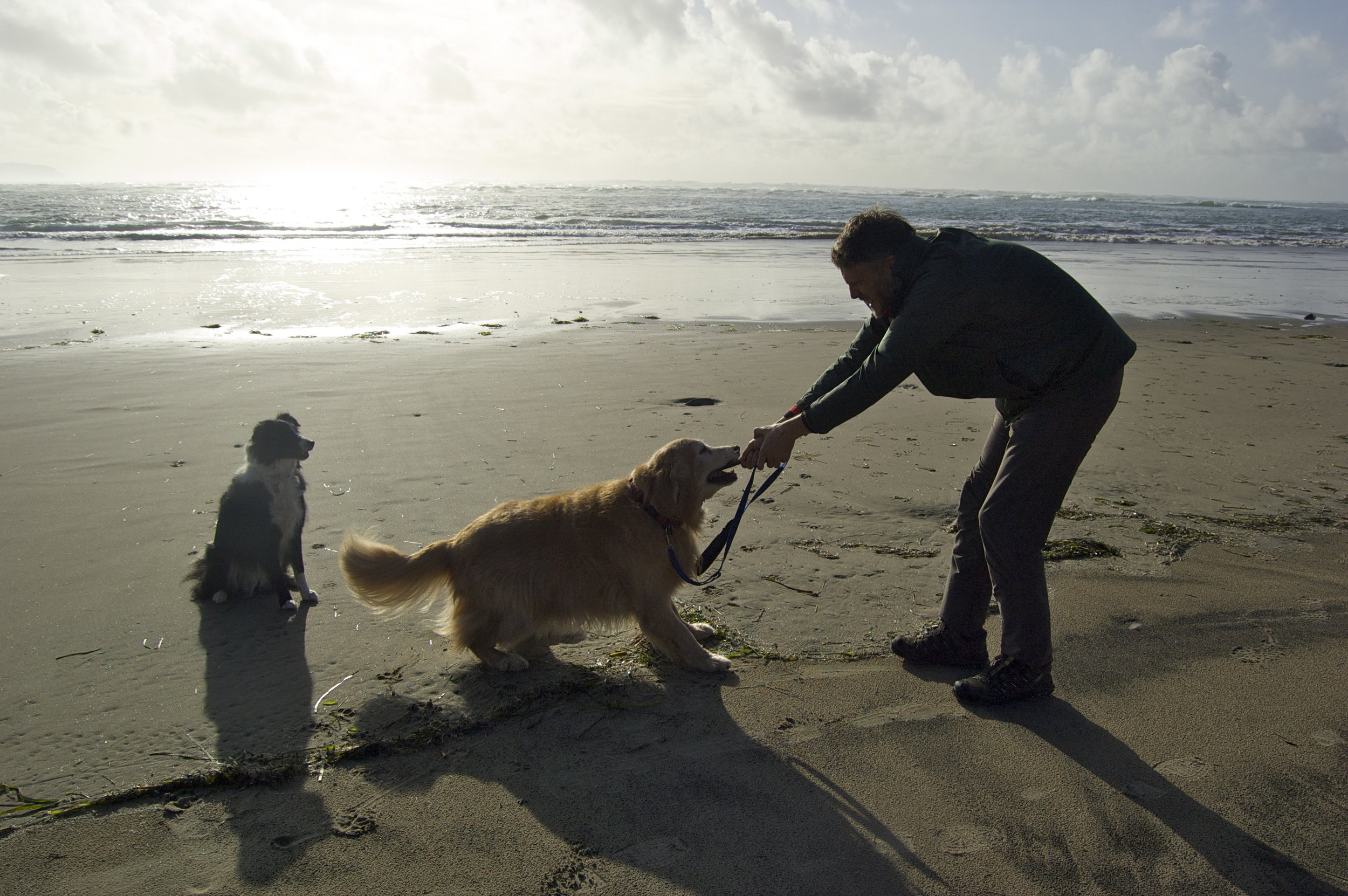 Dogs are the gods of play