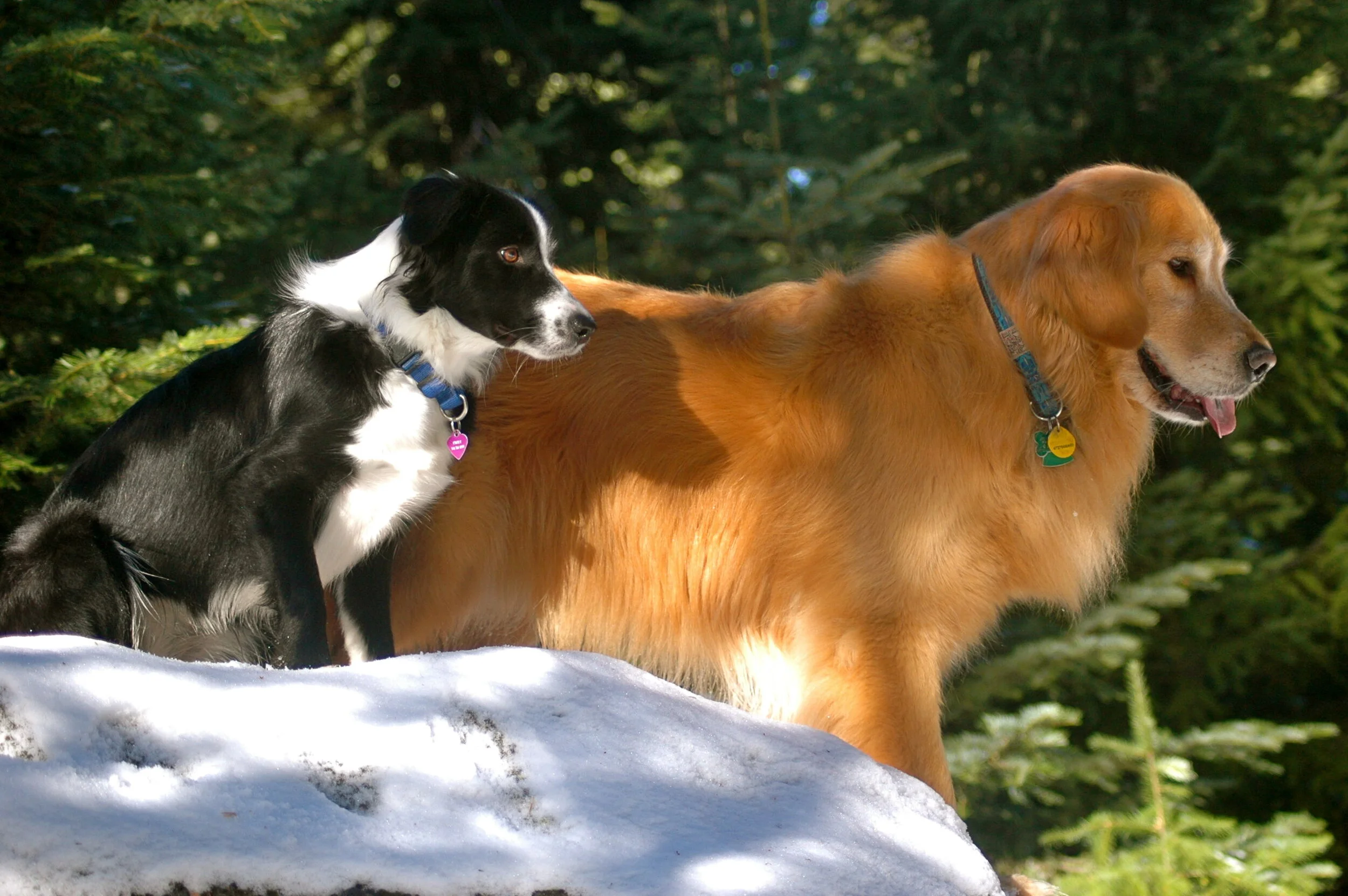 Welcome Bark Commanders