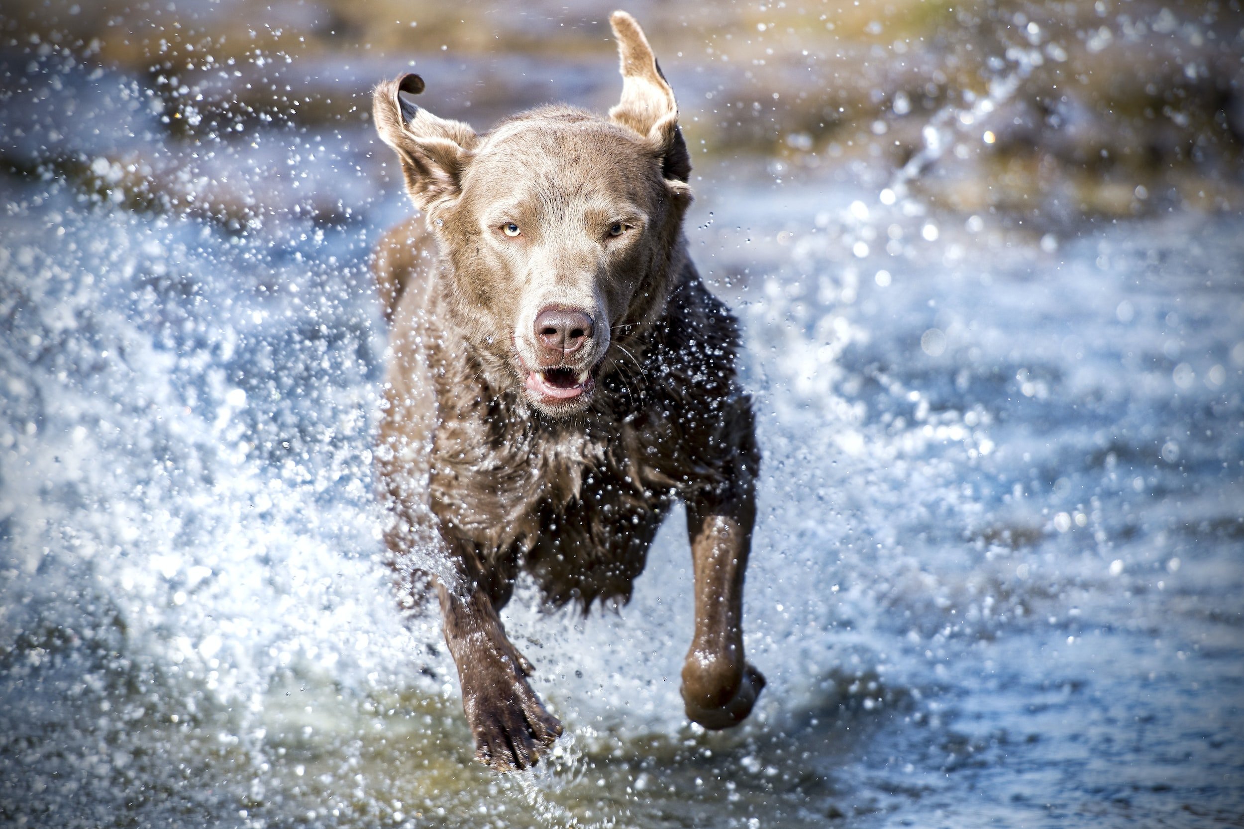 Next round of Cooperative Care and Fit Dog Classes continue later this week!