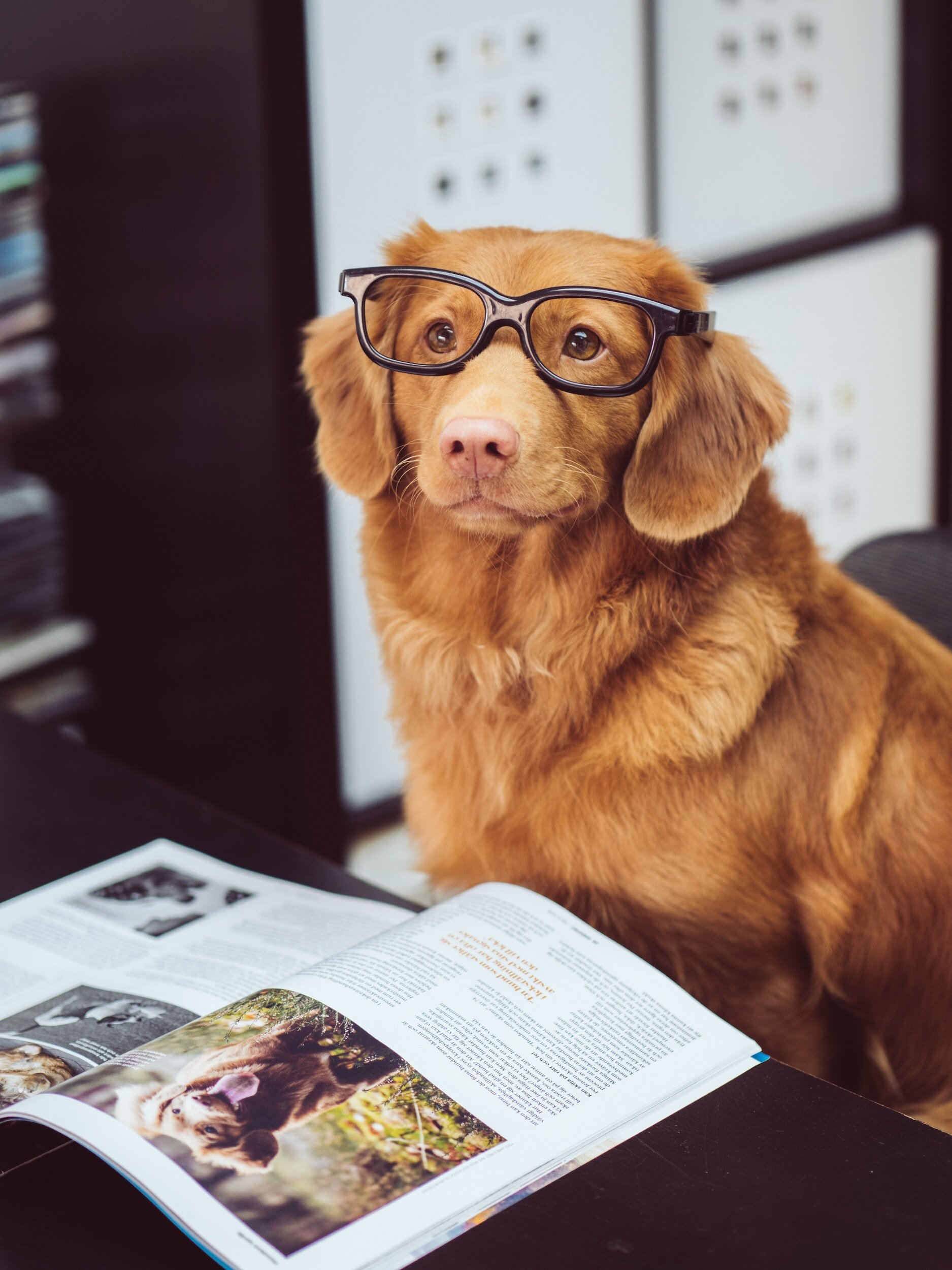 Dog Trainer Mentoring group
