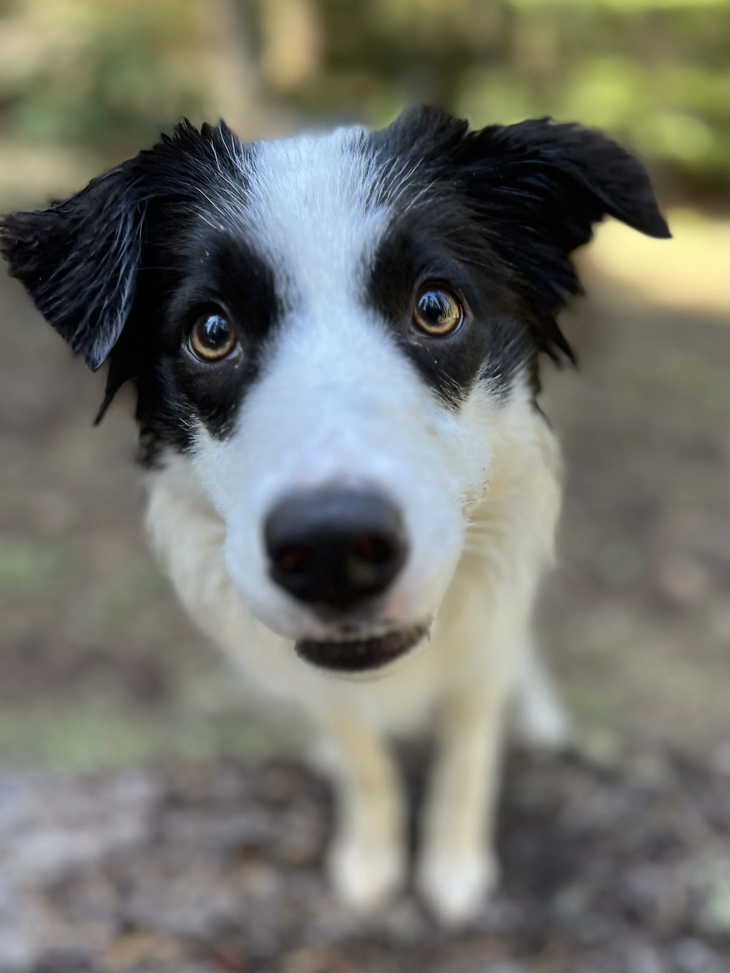 A complete reactivity training session with Julia