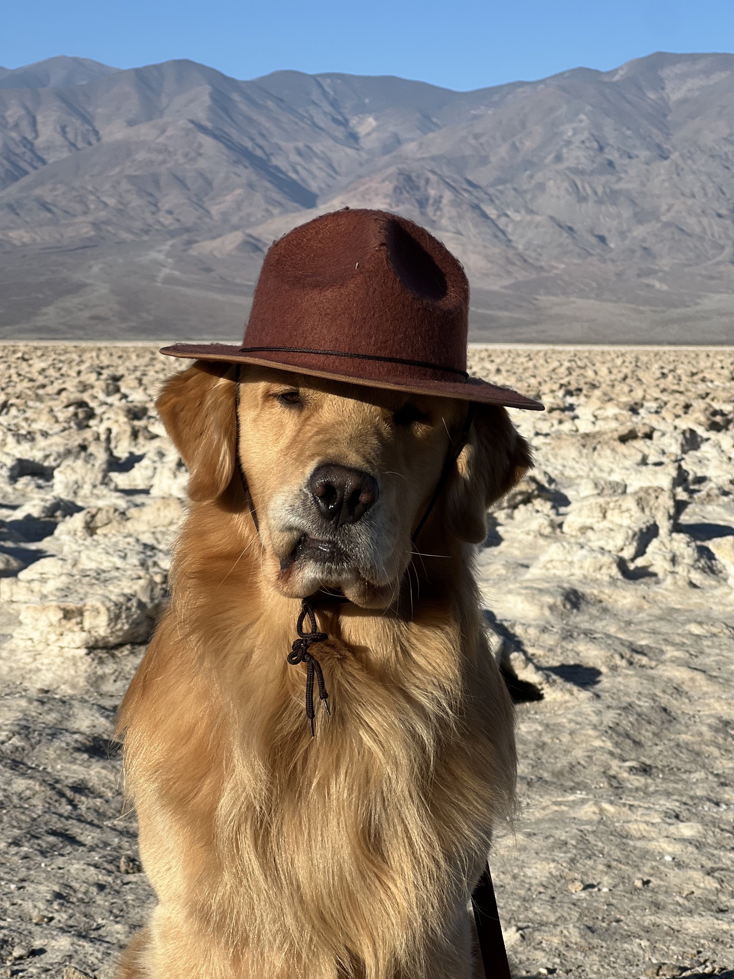 Visiting National Parks with dogs