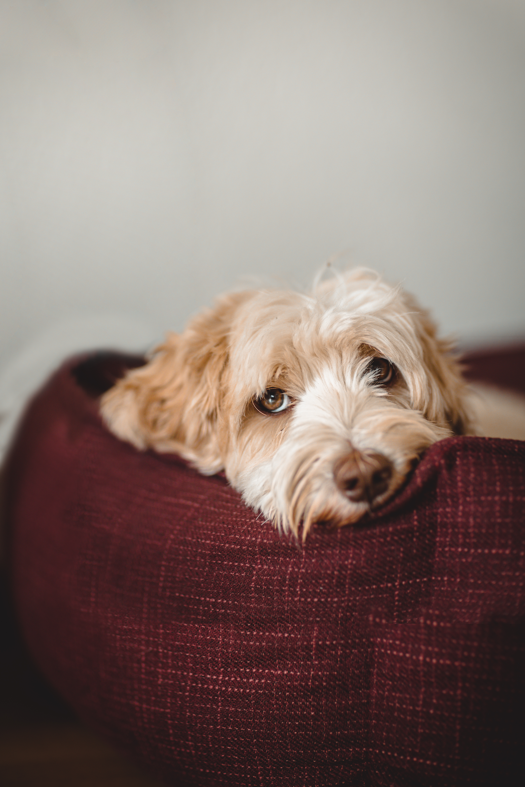 Preparing for the holidays part 2- helping dogs with big feelings