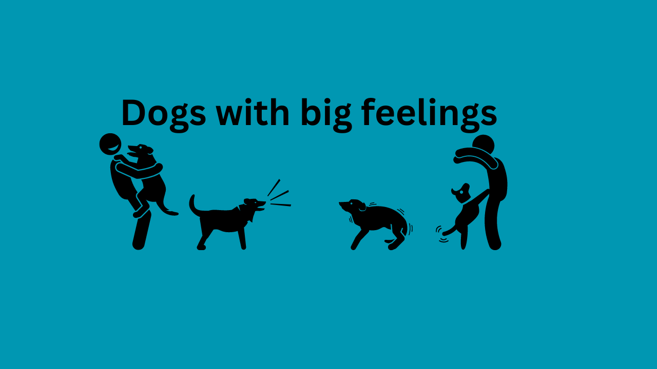Dog's with Big Feelings 