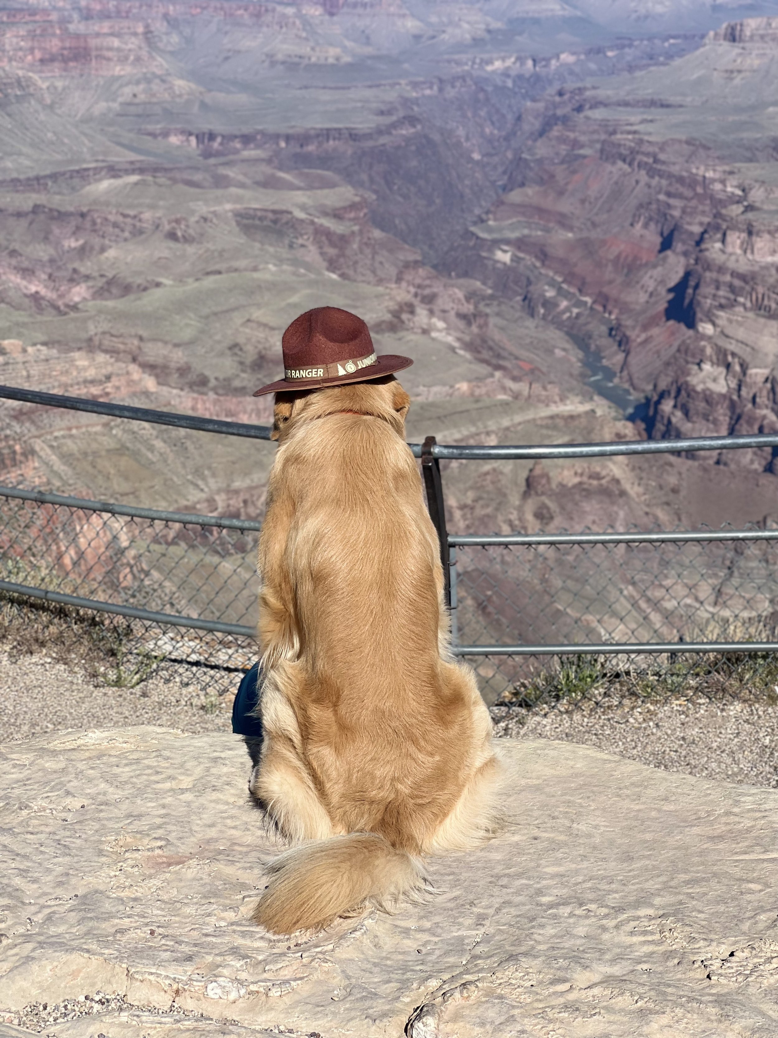 Blog — The Hiker Pup
