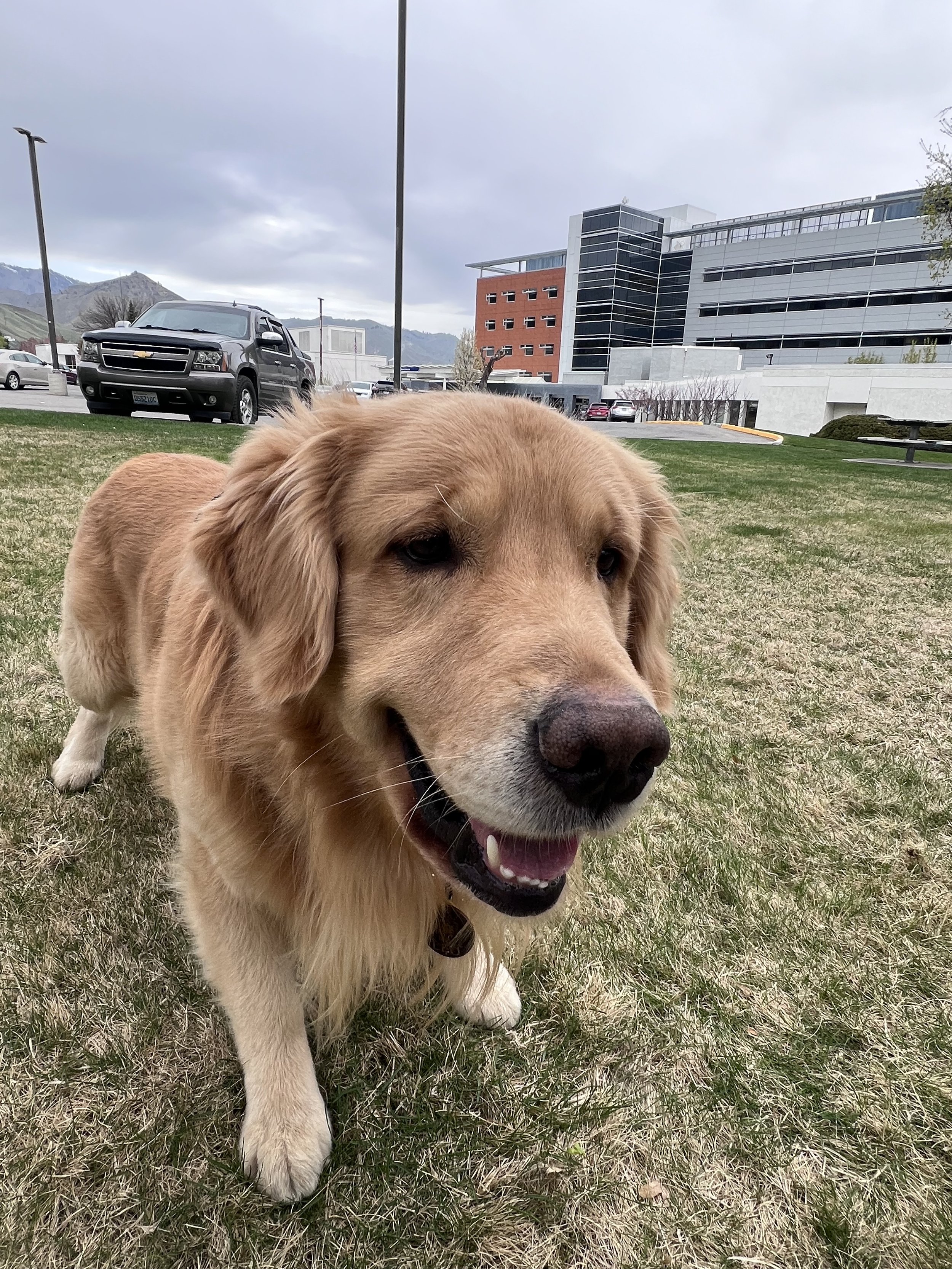It’s not really about dogs, but also it is