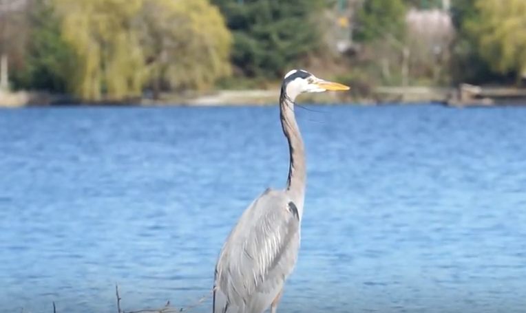 Stanley Park Great Blue Herons 