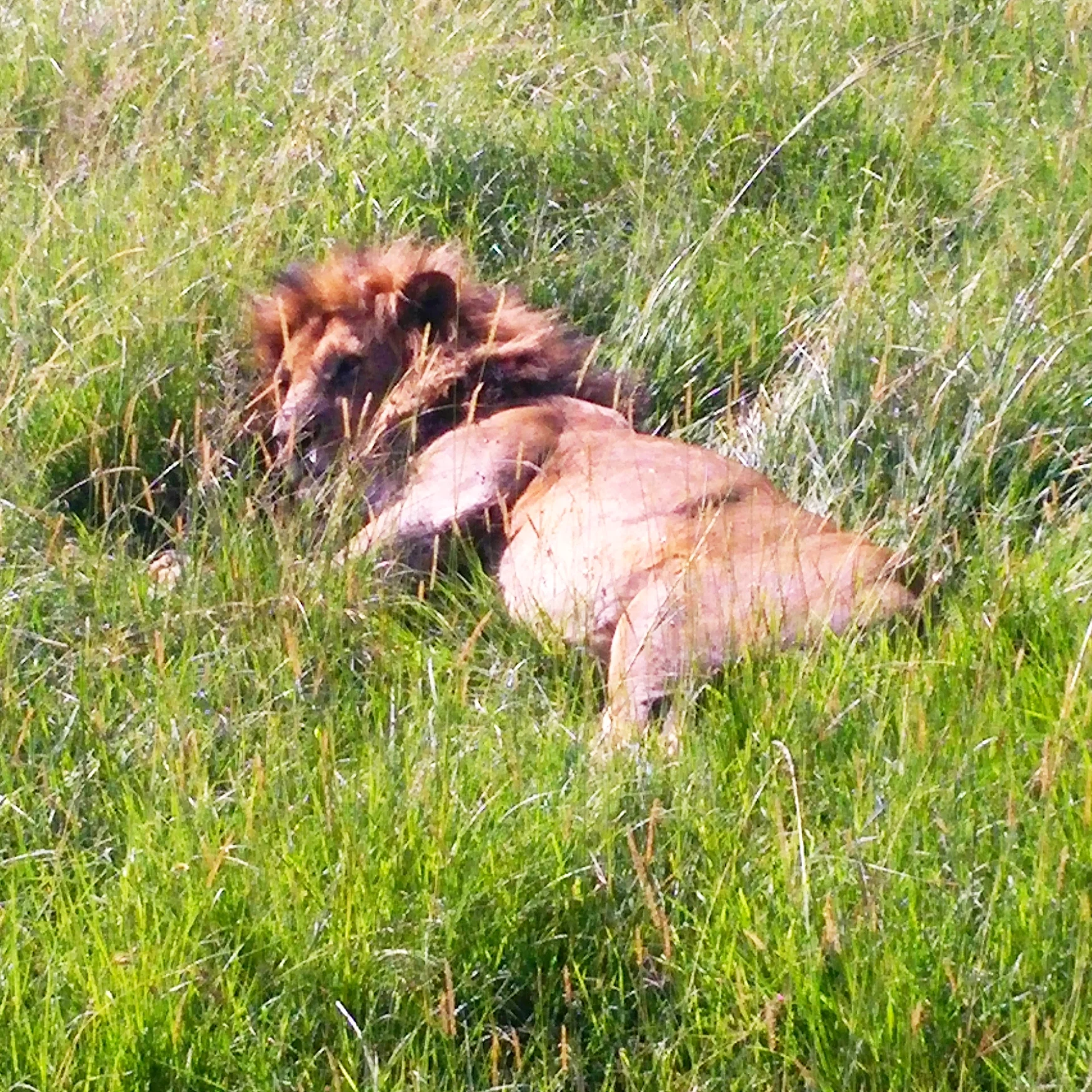 Lion resting 1x1.jpg