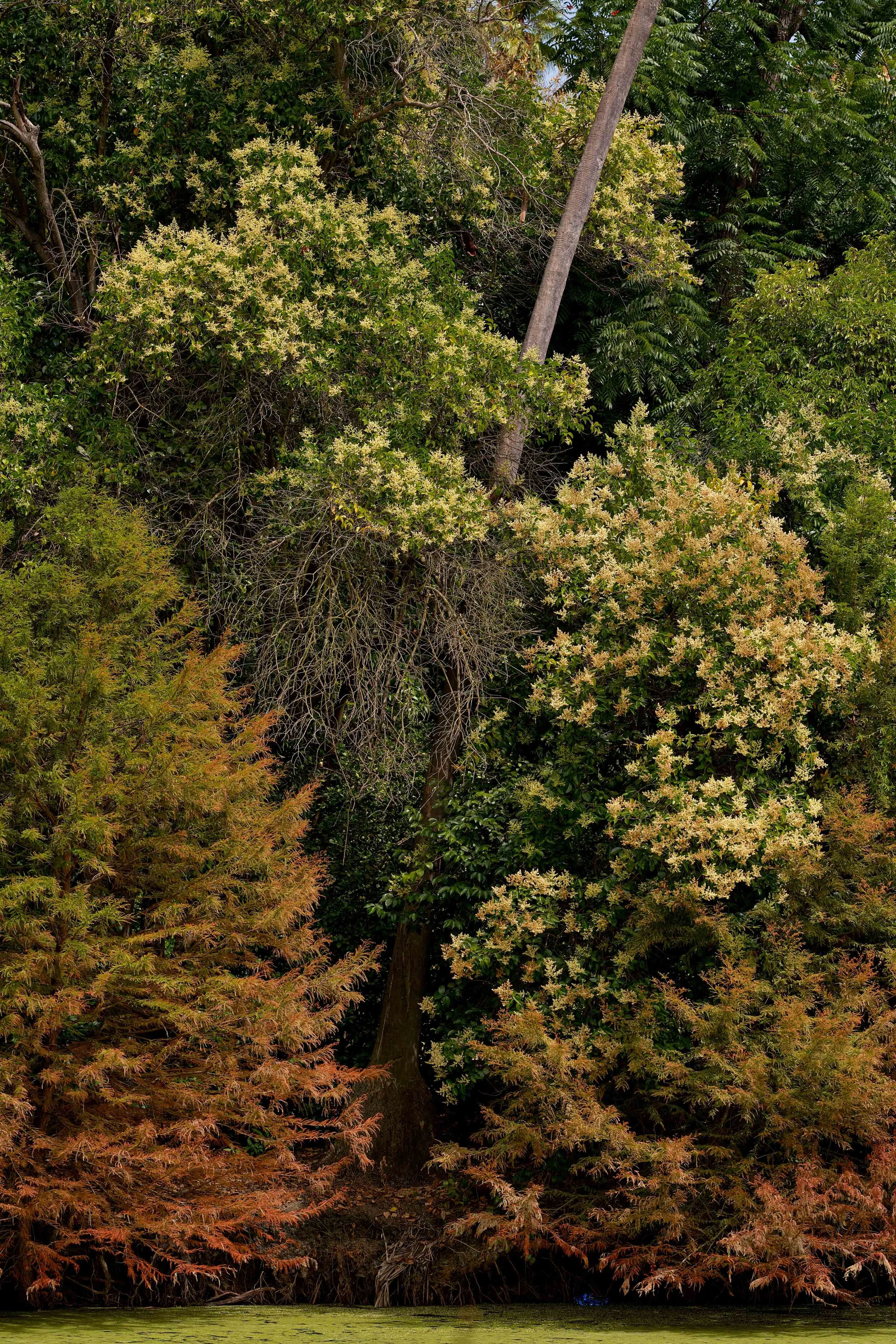 LA Arboretum_ 5 copy.jpg