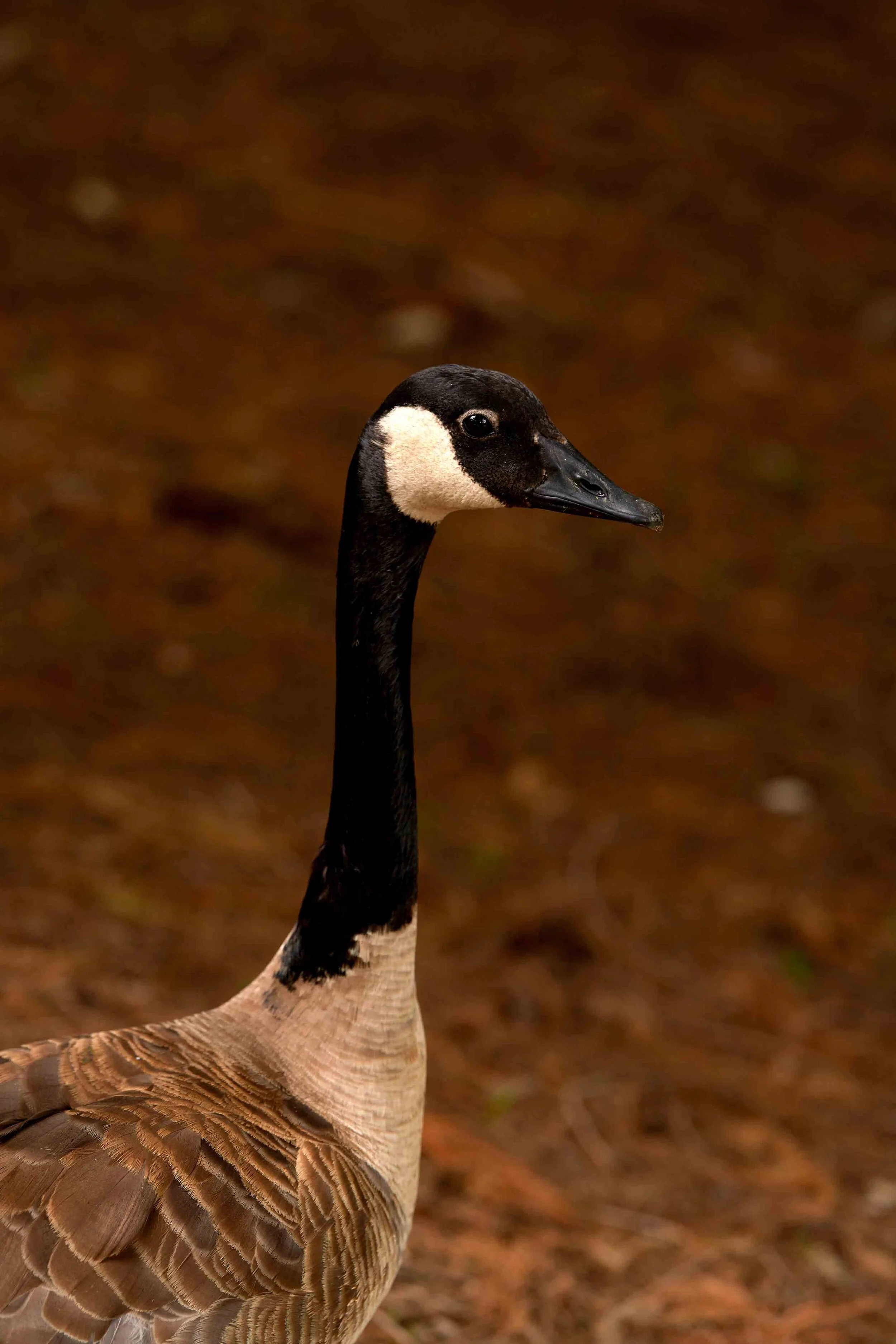 LA Arboretum_ 4 copy.jpg