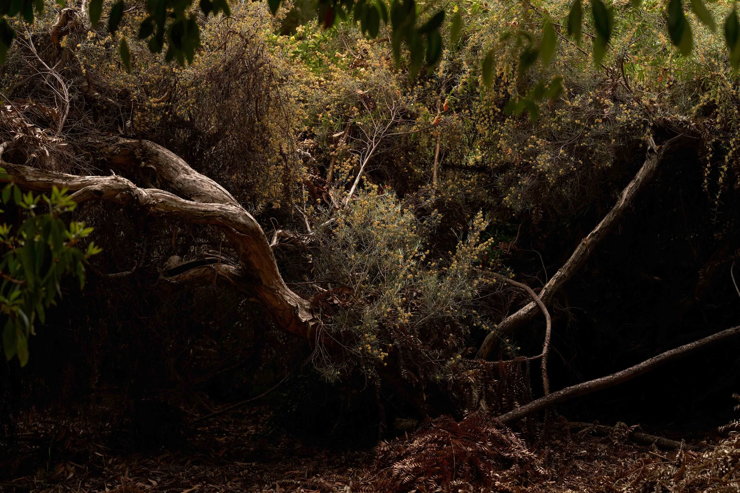 LA Arboretum_ 16 copy.jpg