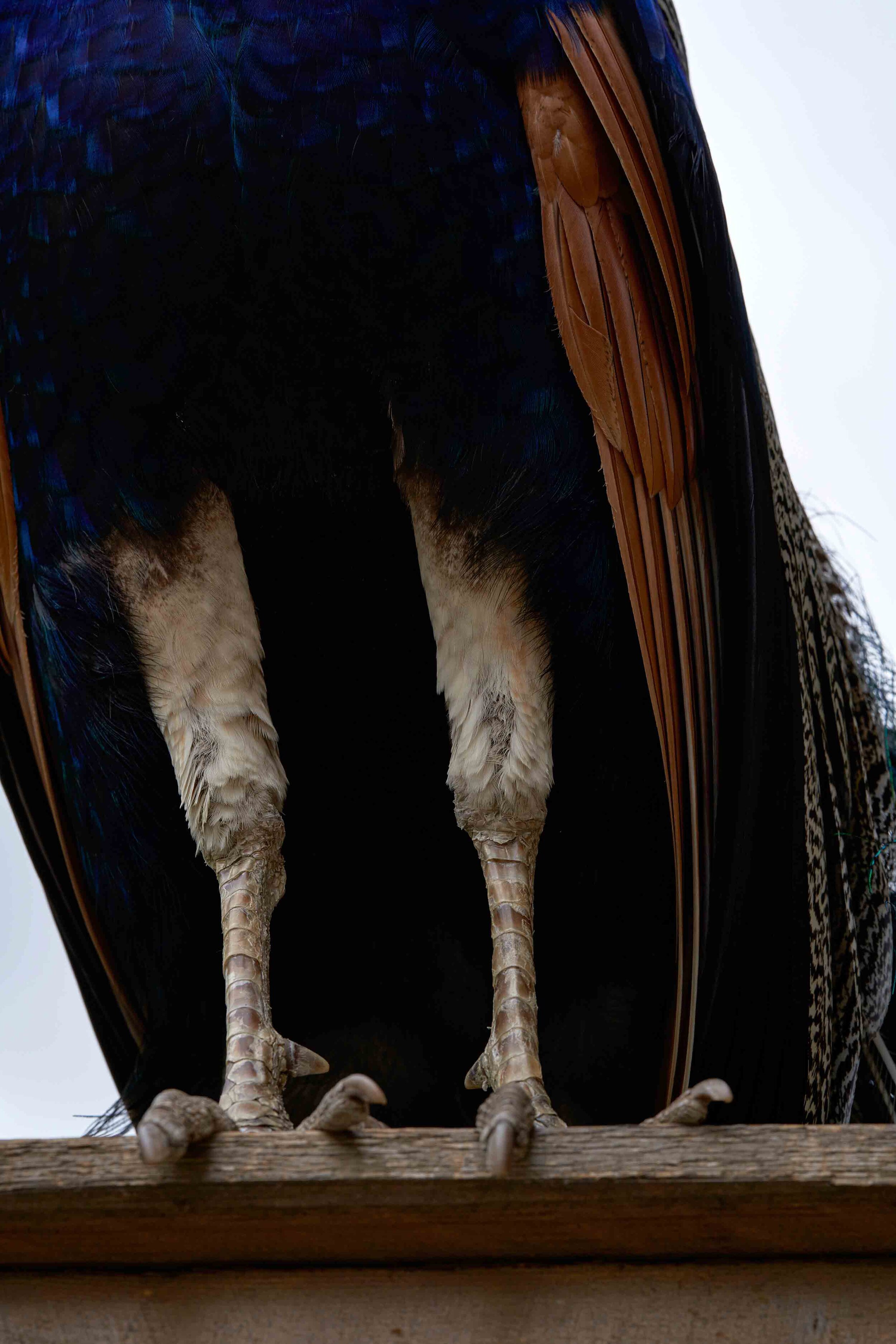 LA Arboretum_ copy.jpg