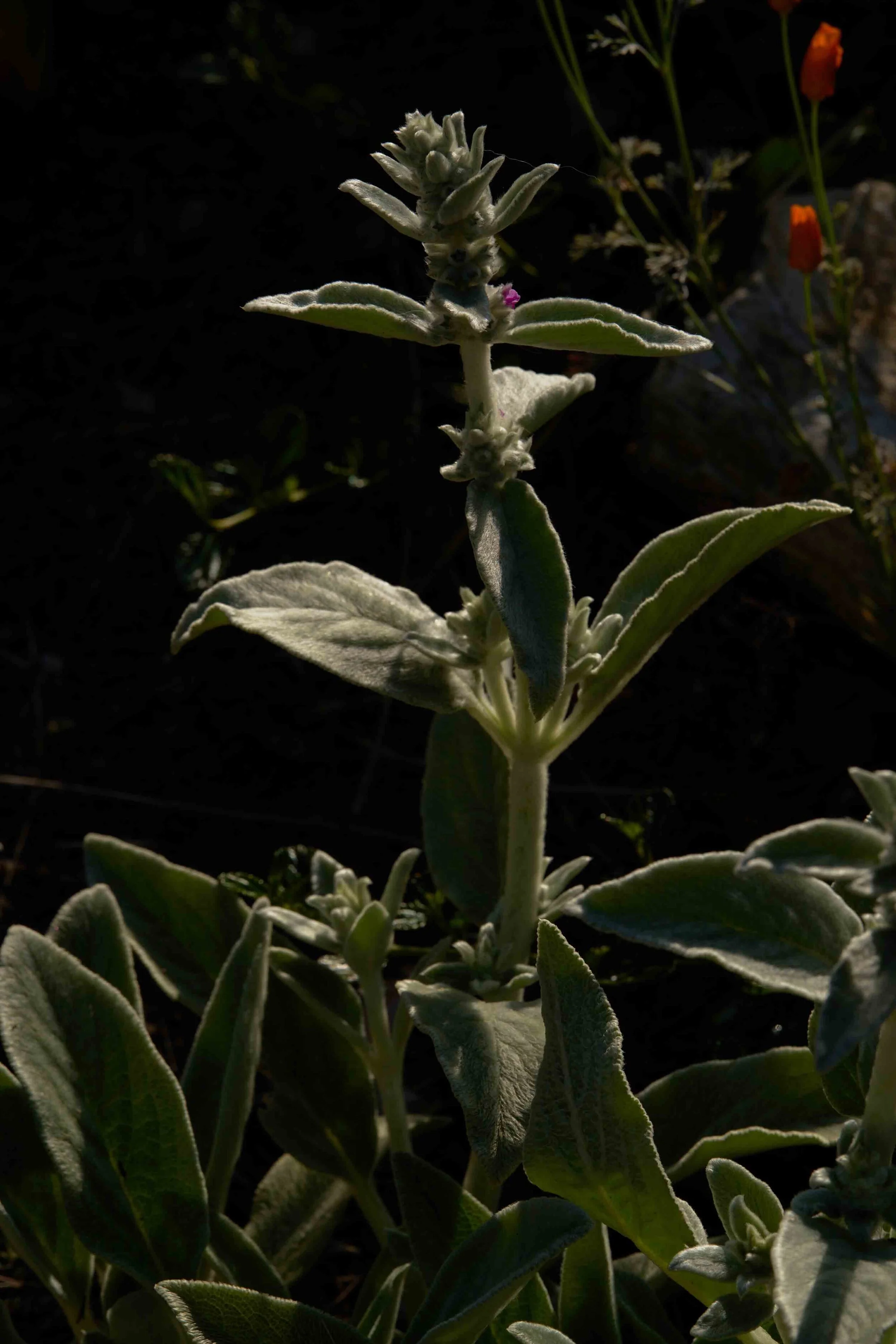 Michelle_Groskopf_Jun 06 2020Sony_135mm_test_353_ copy.jpg