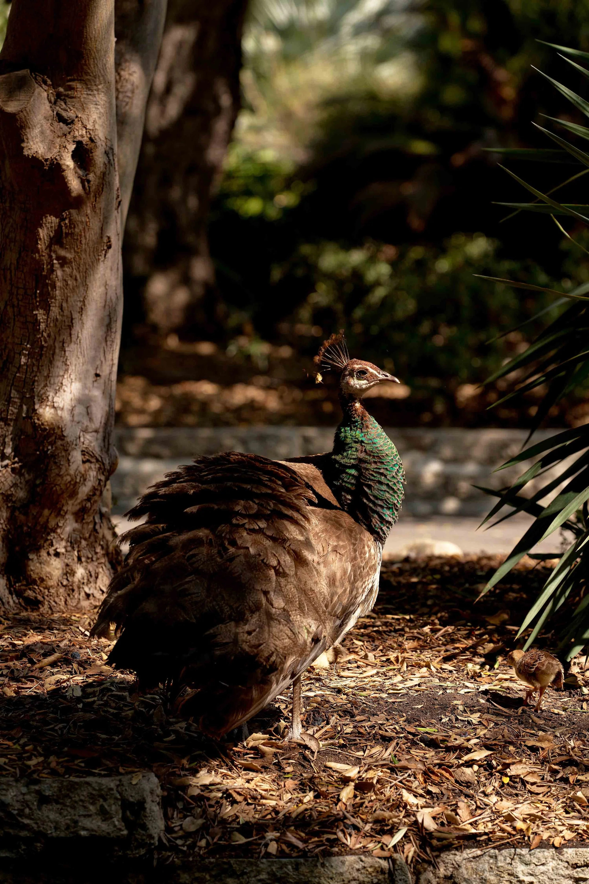 Michelle_Groskopf_Sep 20 2020Pitchfork_Lomelda__028_.jpg