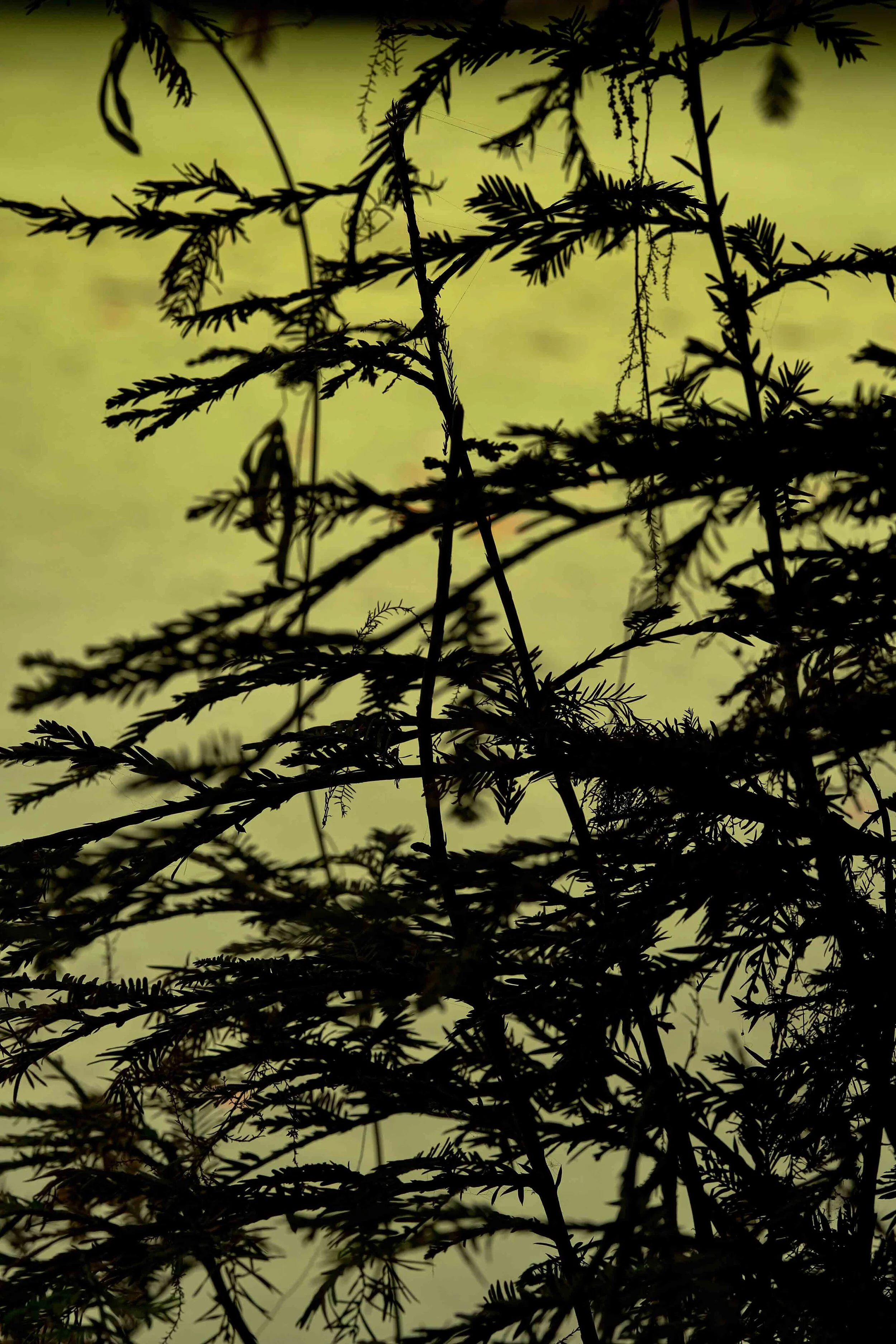 LA Arboretum_ 12 copy.jpg