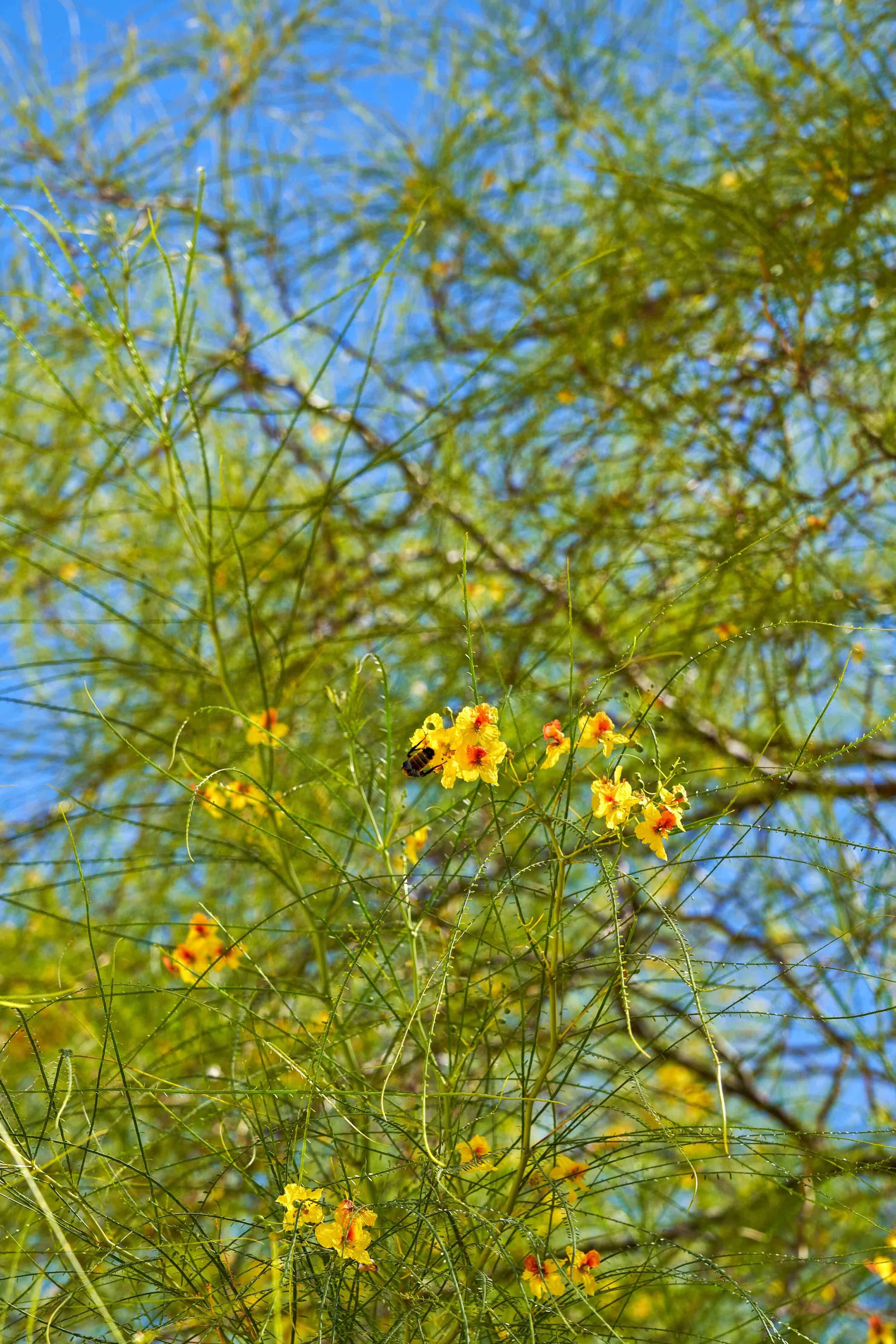 Michelle_Groskopf_Jul 30 2020Naguchi_Garden_059_.jpg