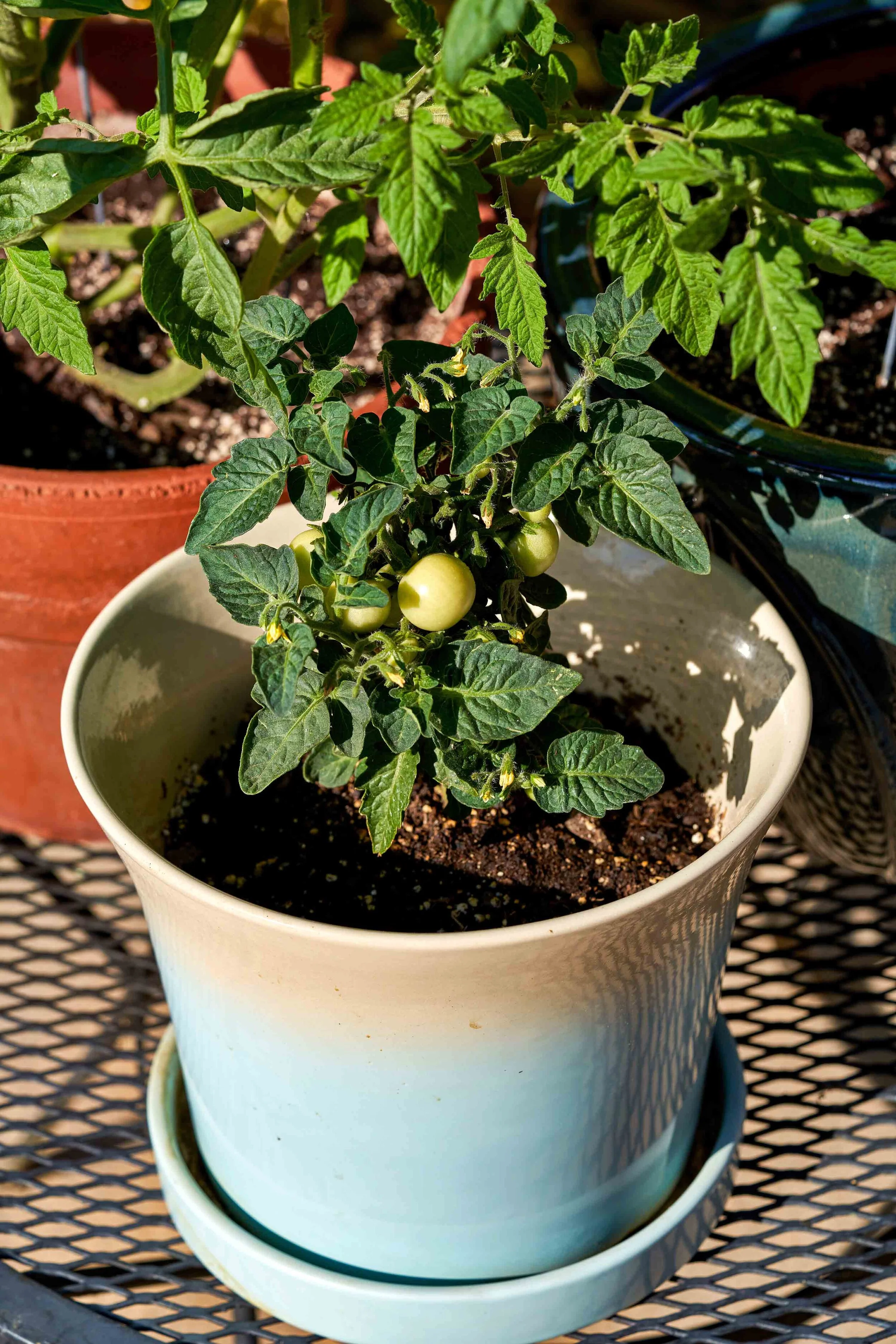 Michelle_Groskopf_Jun 03 2020Sony_90mm_test_170_ copy.jpg