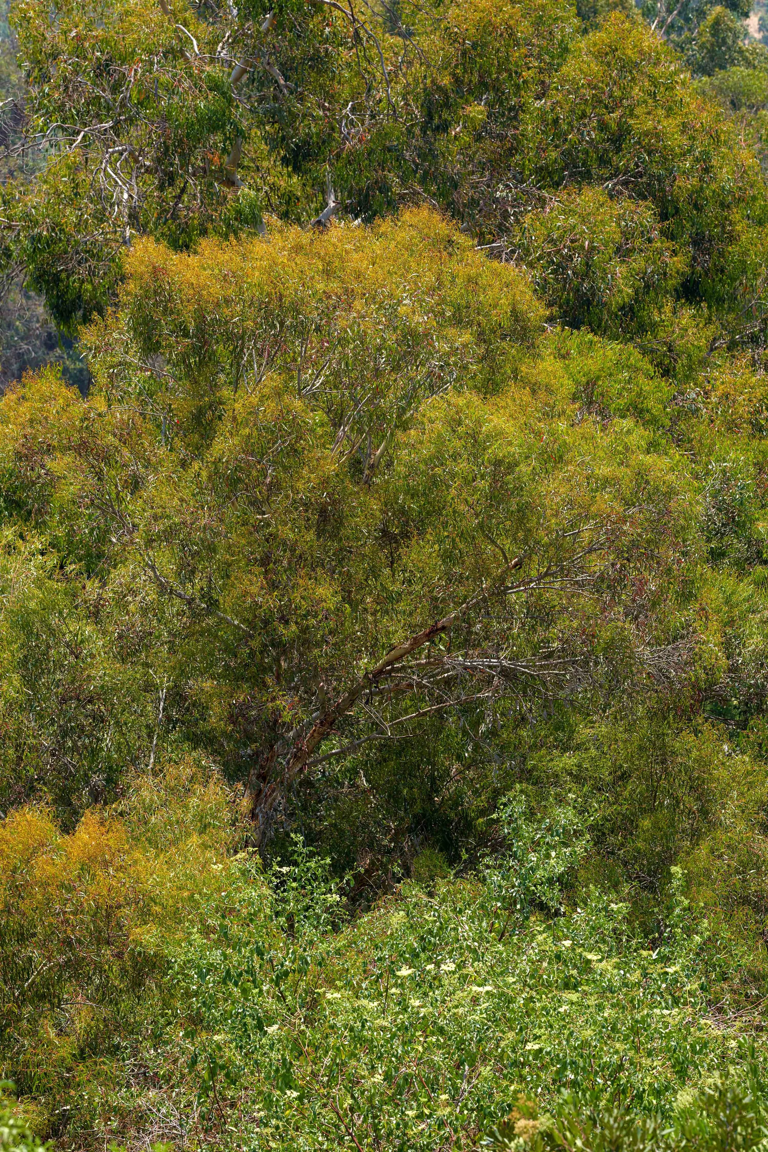 Sony_135mm_Elysian_ copy.jpg