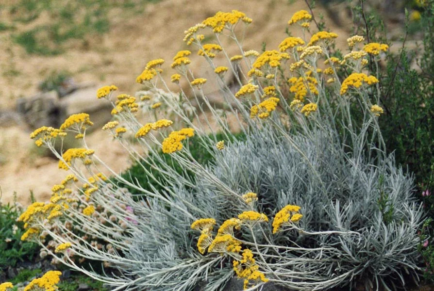 Helichrysum_italicum_ssp_serotinum_3.jpg