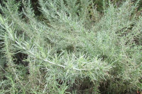 Sagebrush.jpeg